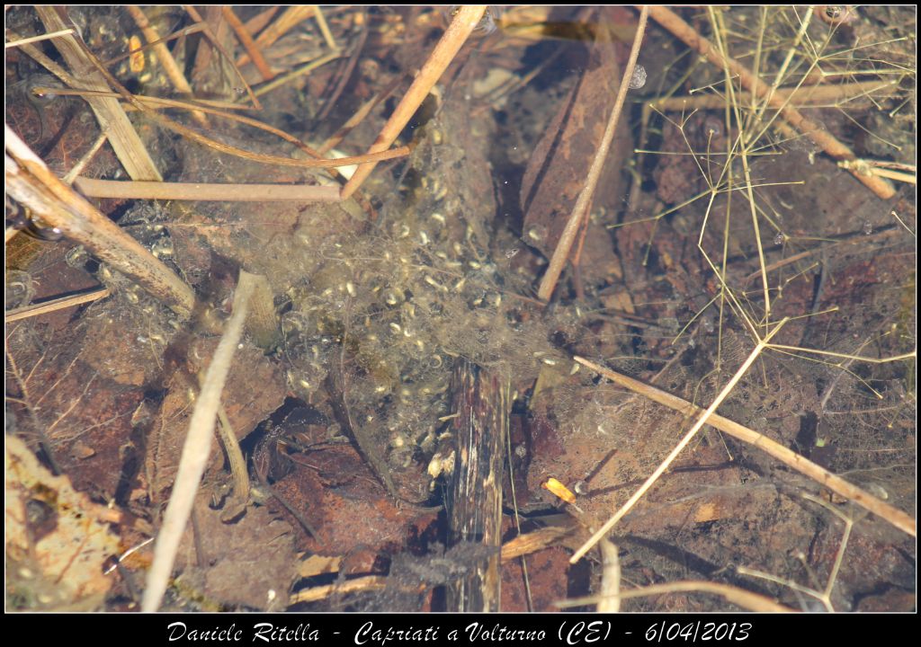 E queste Pelophylax si possono ident. dai sacchi vocali?(CE)